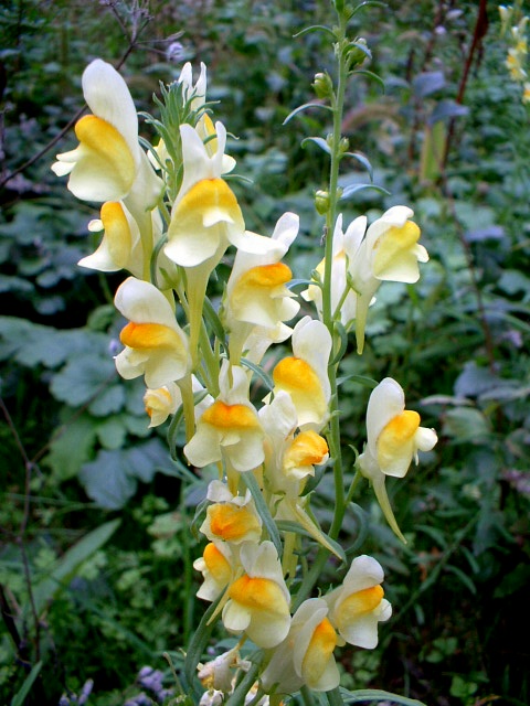 bocche di leone selvatiche - Linaria vulgaris